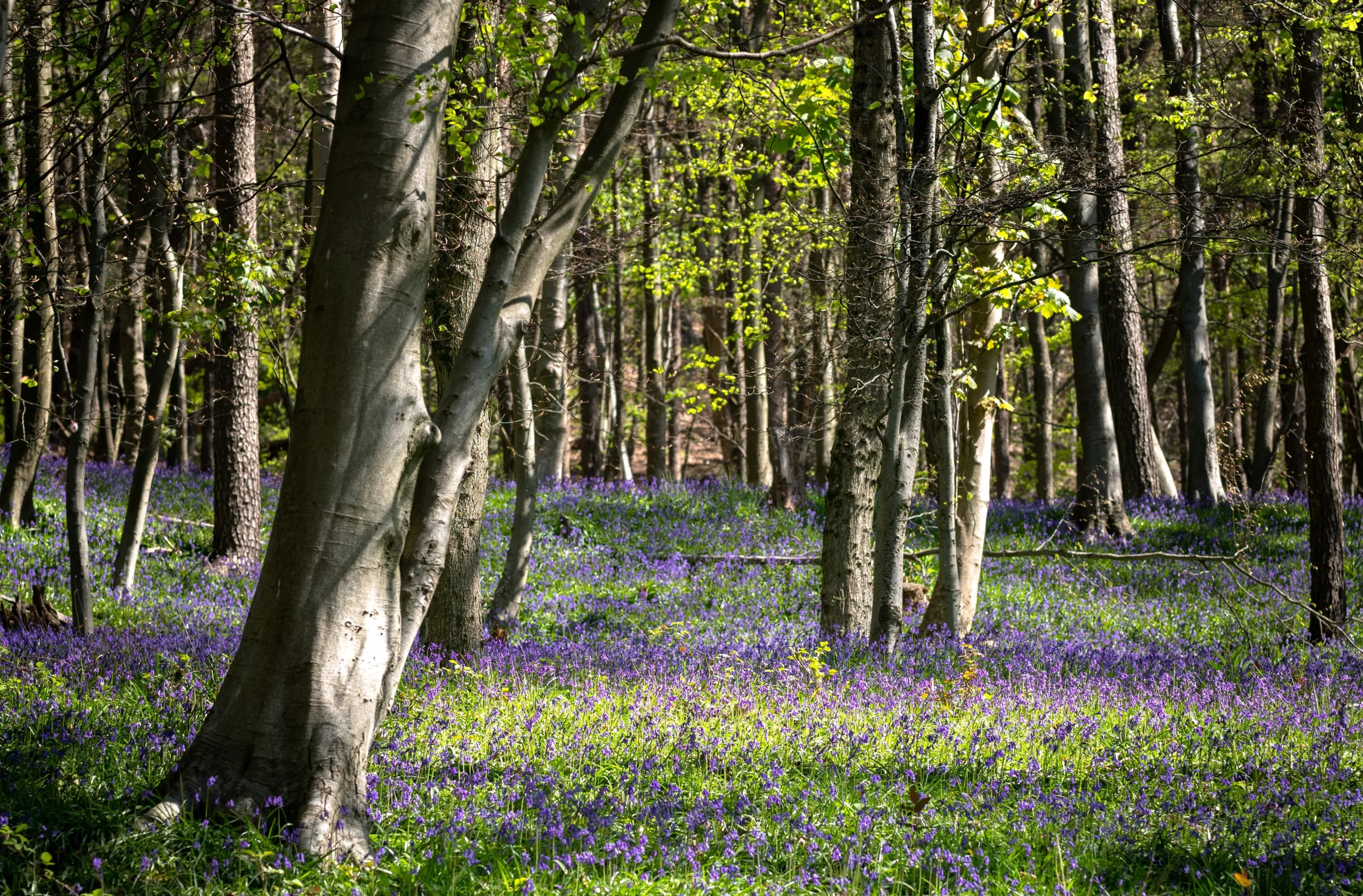 Trees in a forest clearing